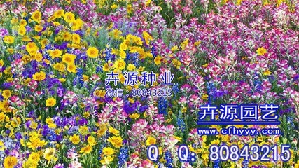 花卉種子廠家 赤峰市元寶山區卉源園藝種子經銷處的產品與圖像解析